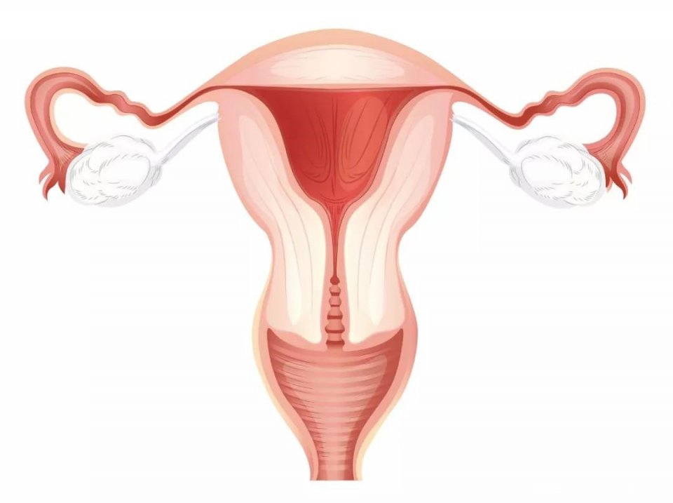 子宫内膜增厚，哪类女性最容易发生？