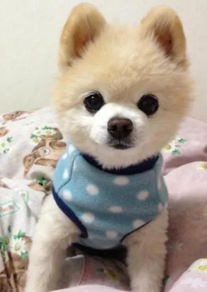 犬瘟热在家治疗,犬瘟治疗家庭用药