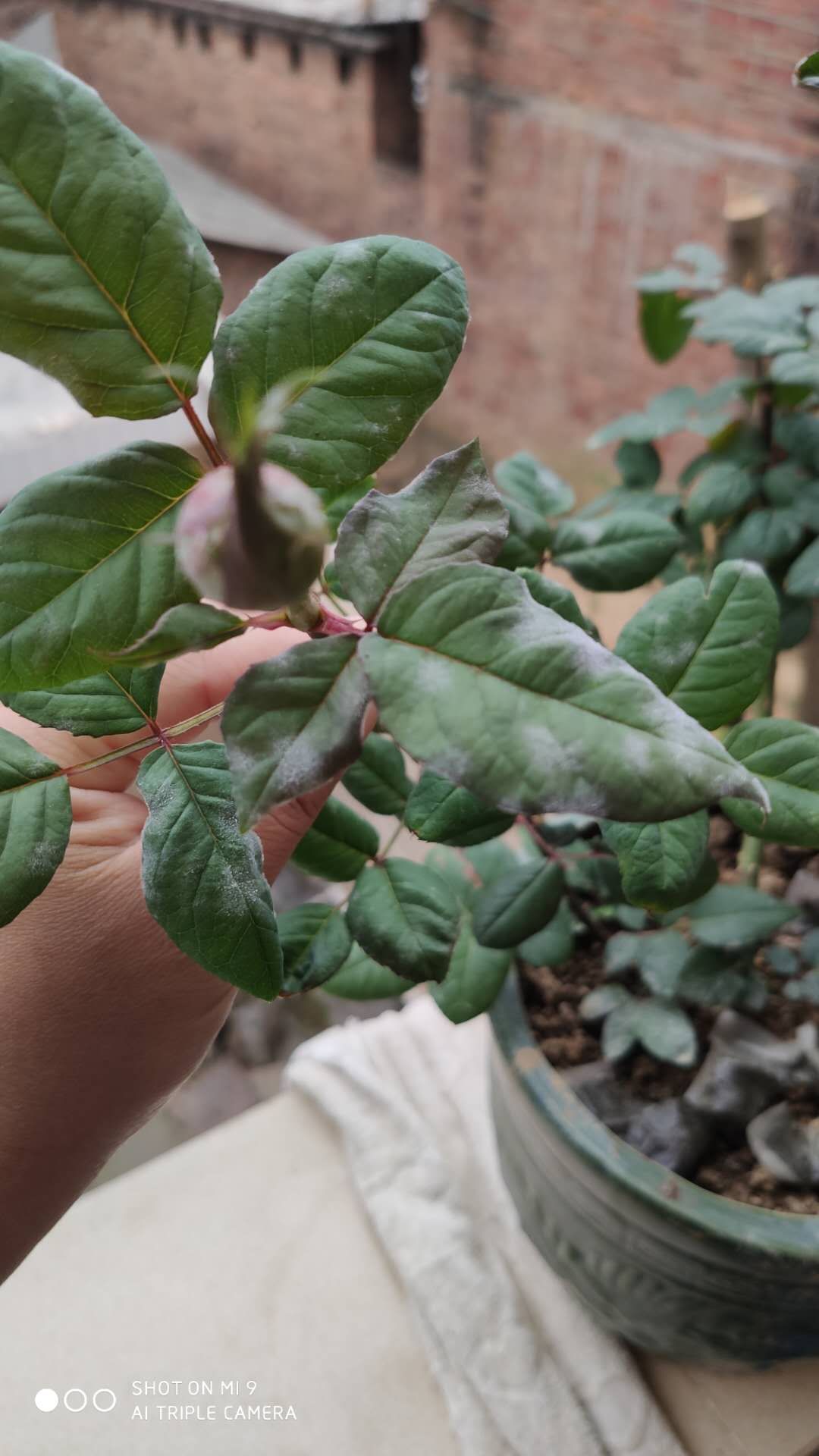 怎么种玫瑰花一年四季都有开花,玫瑰花怎么种可以一年四季都有