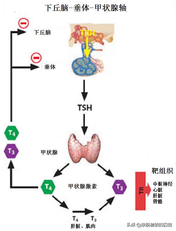 为什么女性更容易患甲状腺结节,女性甲状腺结节最怕吃什么食物