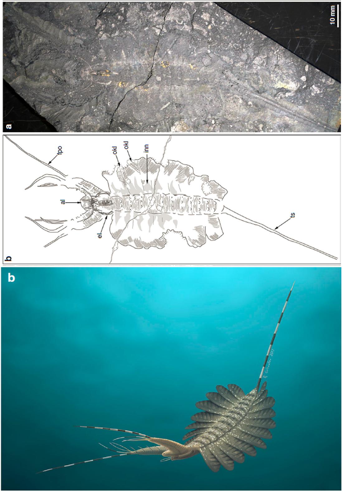 奇虾的故事1：恐虾首霸