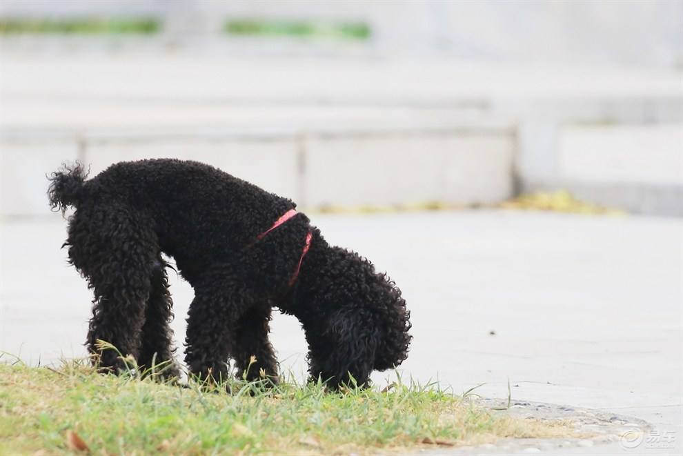 想养温顺的狗狗推荐,想养泰迪犬就必须承受的5大暴击