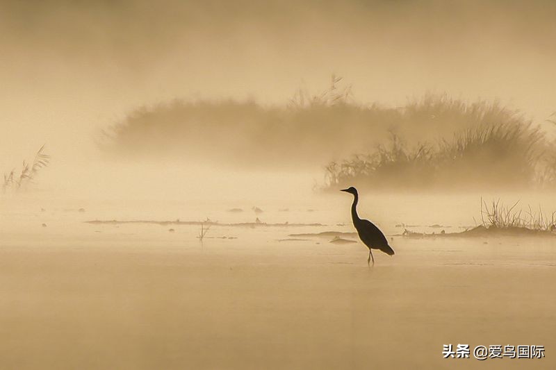 鸟类图片大全大图观赏,鸟类照片合集
