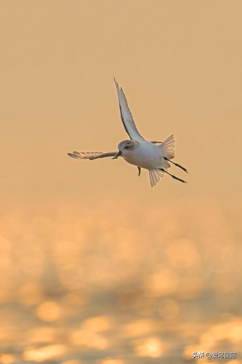 勺嘴鹬自带饭勺的小萌物,自带饭勺的勺嘴鹬