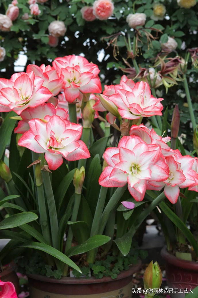 朱顶红阿弗雷爆盆,朱顶红多大口径盆合适