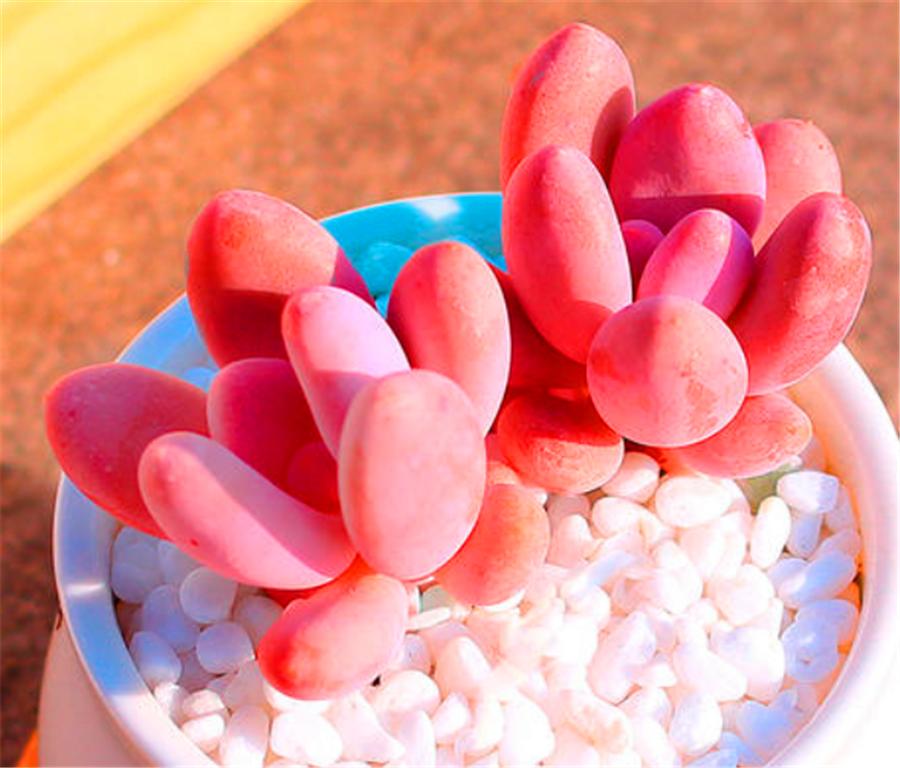 桃蛋叶片干瘪发软怎么办,桃蛋徒长叶片间距大怎么办