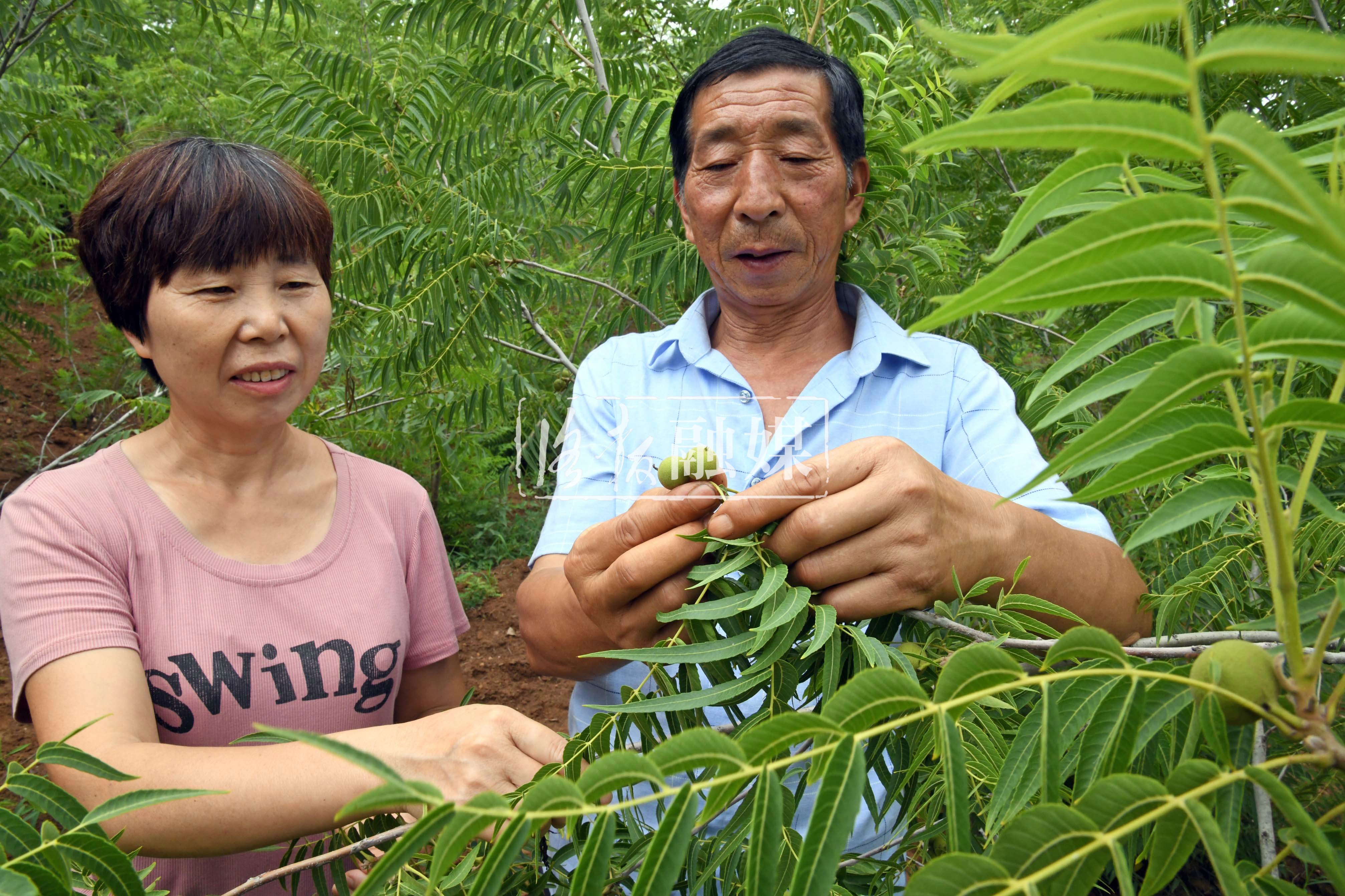 荒山变生态家园,荒山变果园野果成金果