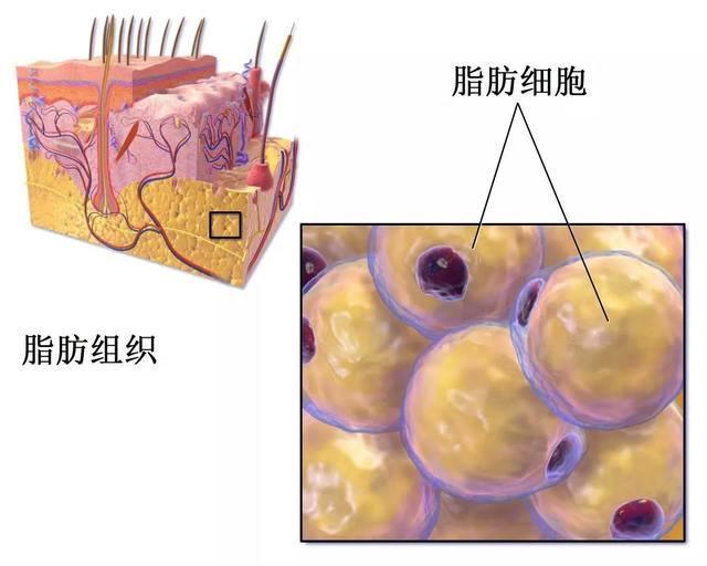 减肥努力总以失败而告终,努力减肥才会遇见更好的自己