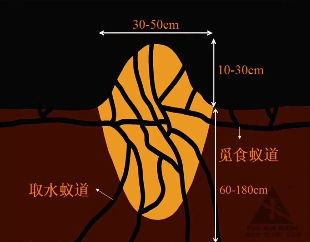 南沙｜@东涌街坊，专家建议，红火蚁得这样治