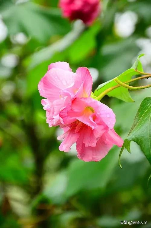 一至十二月的花期,12月到2月份的花期