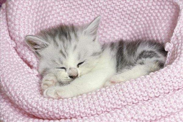 猫咪不睡窝睡沙发怎么办,猫咪不睡猫窝应该怎么办