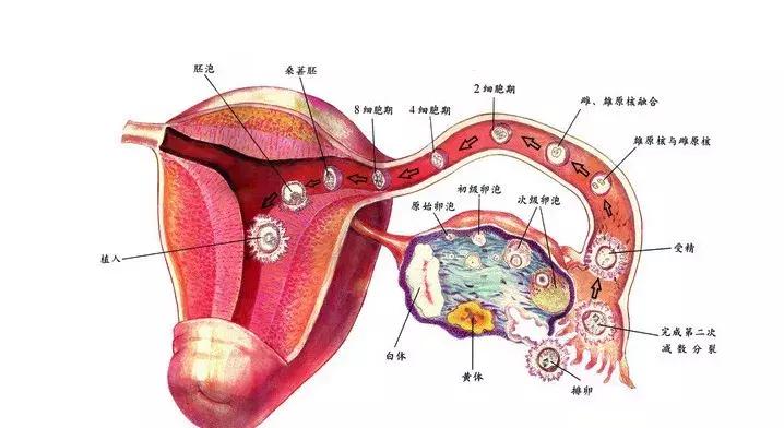 宫颈癌术后生活中能吃猪皮冻吗,宫颈癌术后对生活有何影响