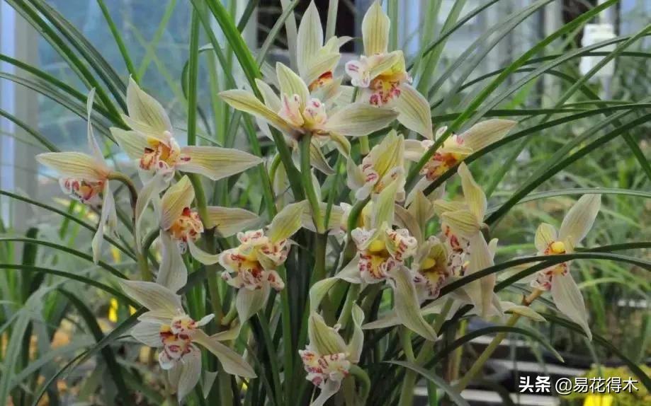 兰花春兰四大名品,兰花十大名品是哪些