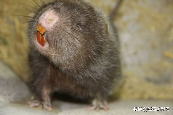 为什么老鼠就那么令人讨厌,盘点那些被人类逼疯的老鼠