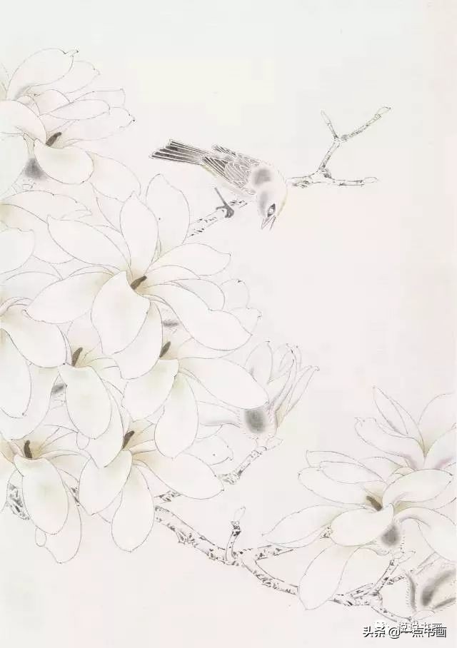 玉兰花的画法和枝干布局,玉兰花的素描画法步骤图