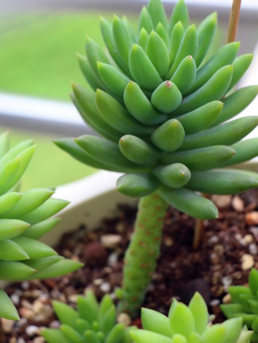 千佛手需要勤浇水吗怎么养,多肉千佛手怎样快速爆盆