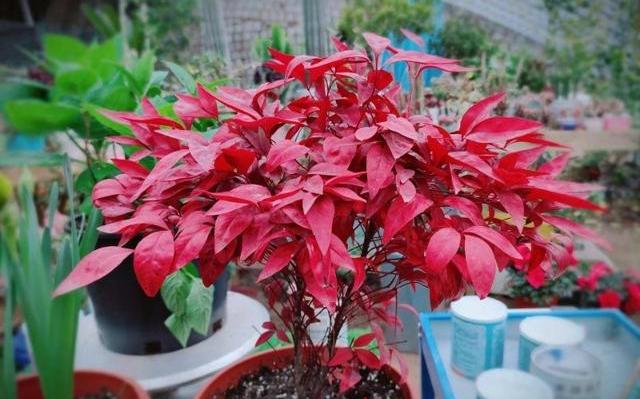 家里养花注意了这几种花别养,家里养花怎么养才不会生虫