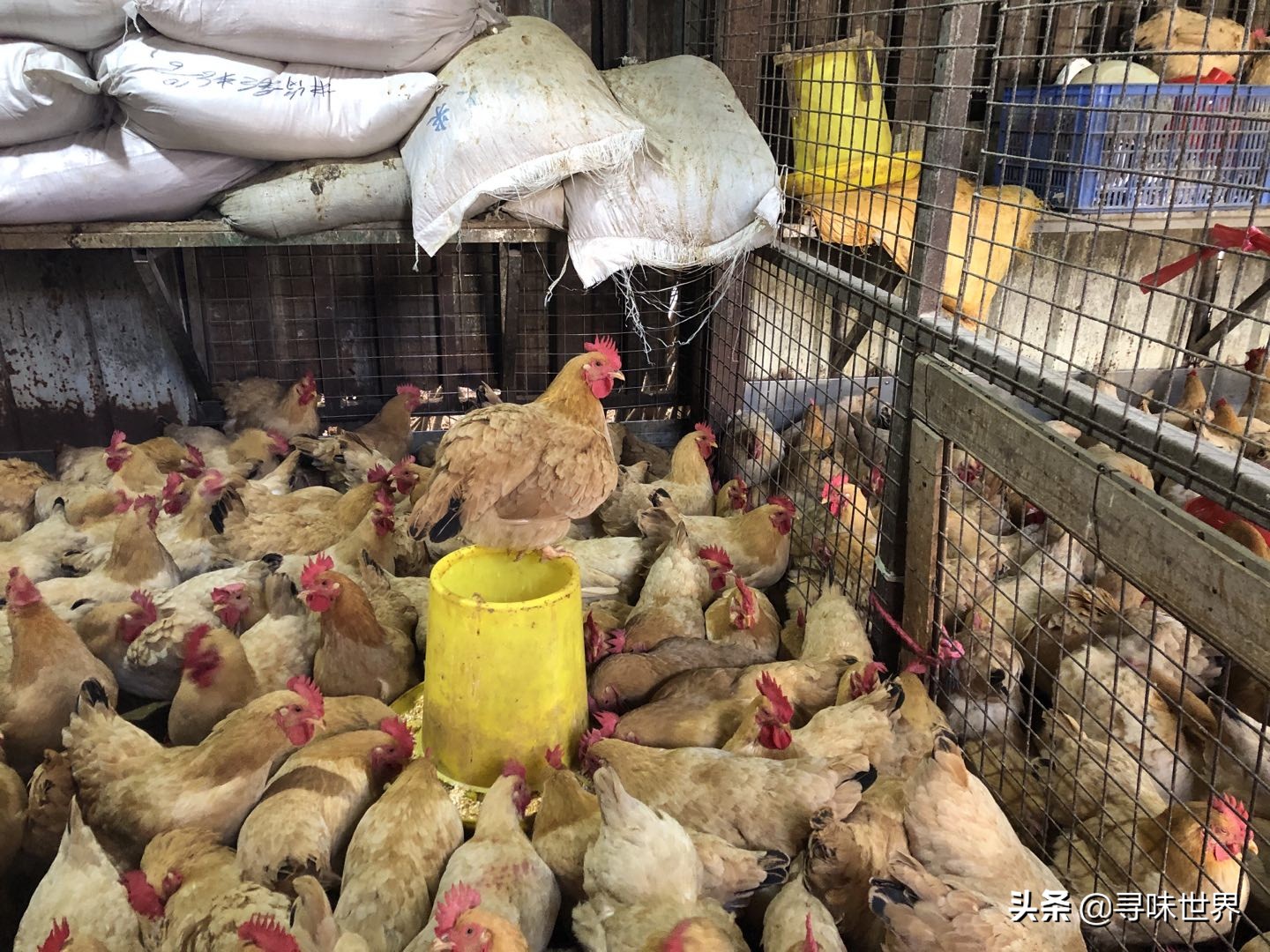 如何挑选好吃的土鸡,土鸡怎样挑选高产鸡