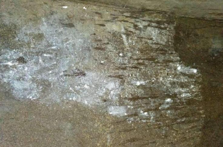 母猪尿白色石灰样物质,母猪小便排白色石灰