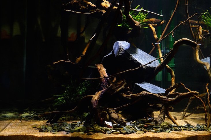 南美水族论坛推荐,南美水草造景论坛