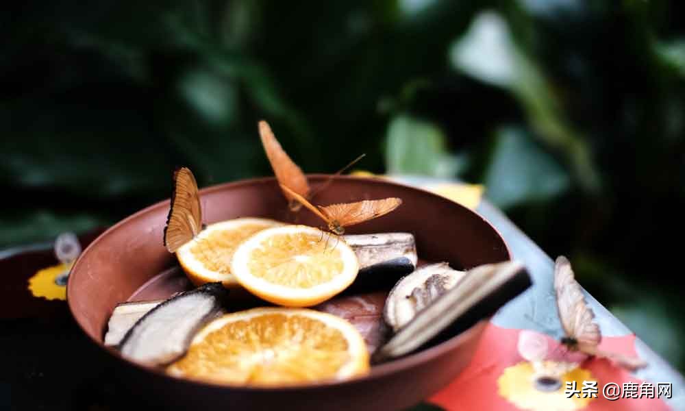 蝴蝶为什么不会直线飞,为什么蝴蝶不会飞