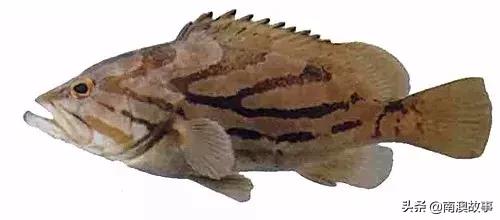 潮汕海鲜大全带图片,十大最好海鲜鱼
