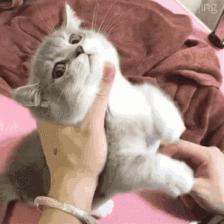 我跟中产的唯一联系，可能是养猫