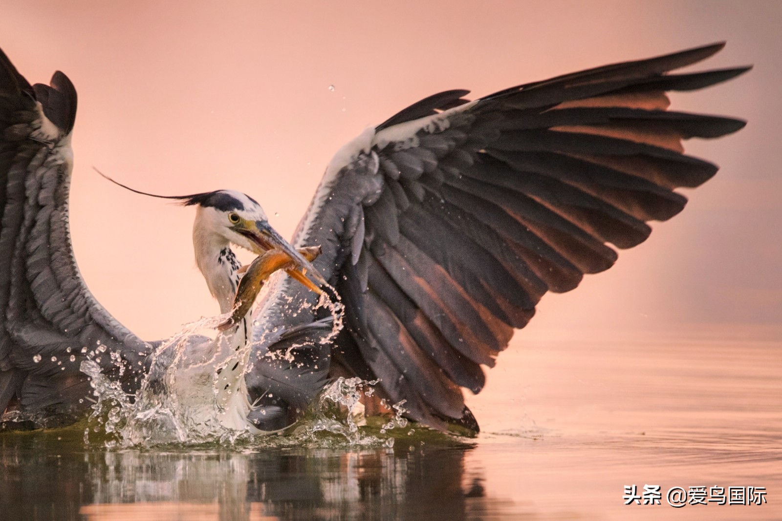 鸟类最好看的照片,100张绝美鸟类图片