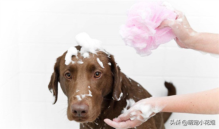 辟谣狗狗伤心,应激反应狗狗死亡