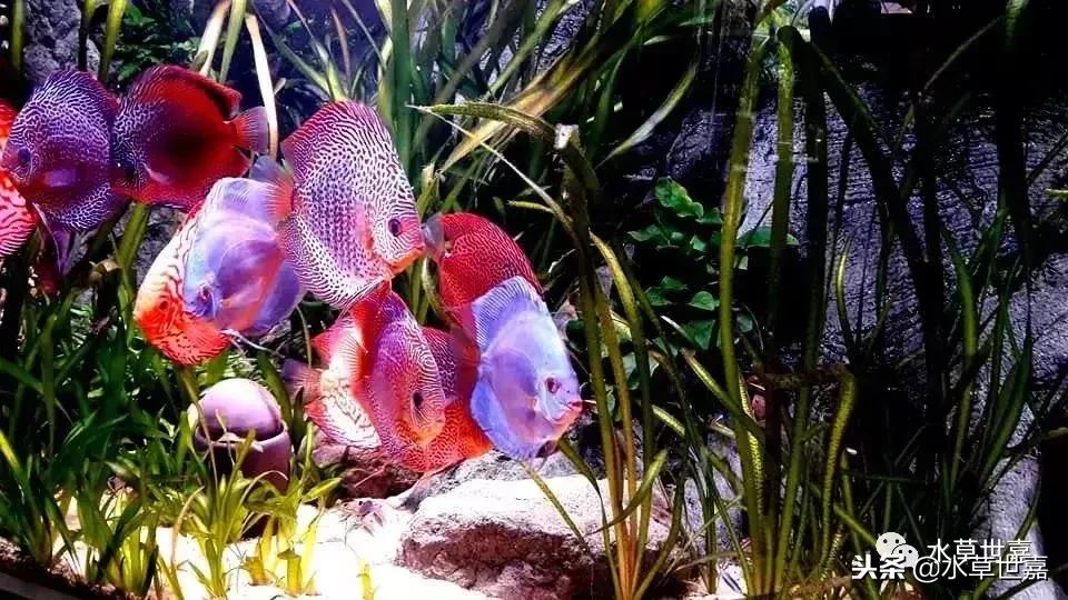 七彩神仙鱼水族箱布景,七彩神仙鱼苗繁殖技术