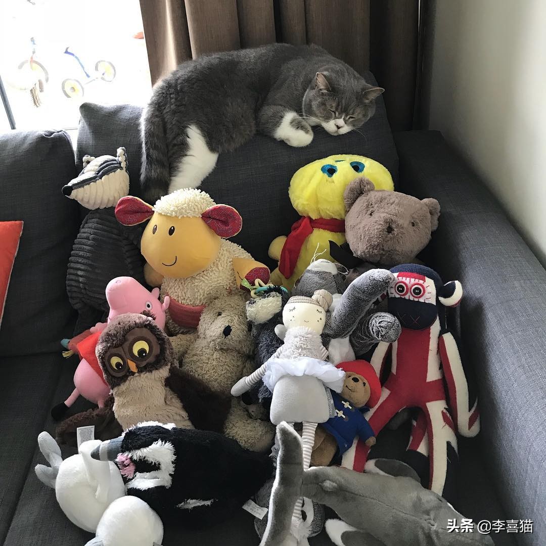 铲屎官收拾屋子,铲屎官最应该给猫咪的5种东西