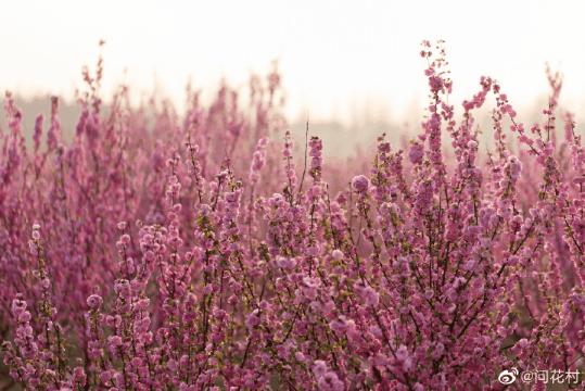 成都春游好去处周末 (成都周边周末春游推荐)