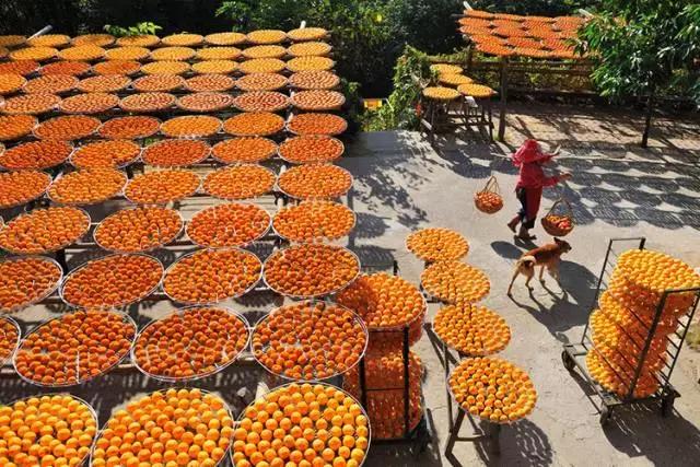 陕西这个县城厉害了,陕西柿子之乡在哪