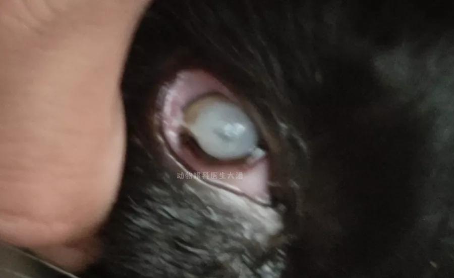 猫咪眼睛穿孔滴什么药,猫咪角膜穿孔