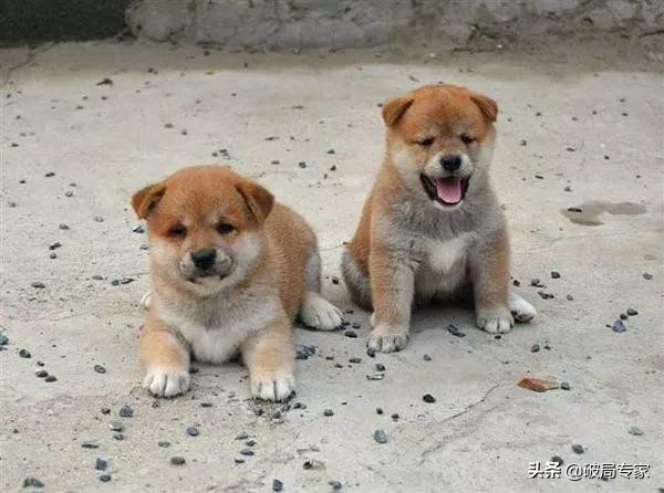 农村养殖土狗好不好卖,农村养殖土狗要办证吗