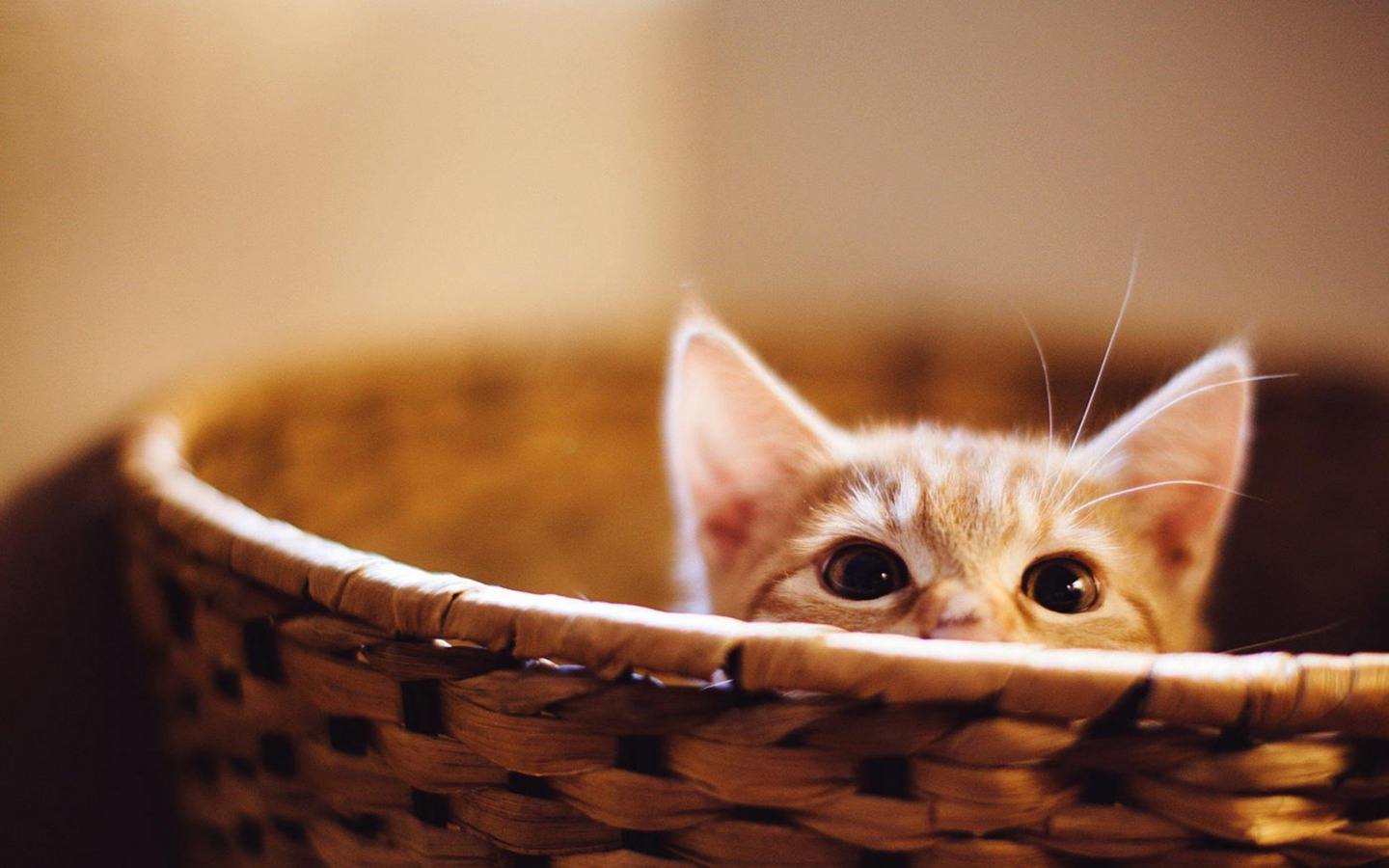 宠物盐分摄入太多真的有害吗,宠物盐巴吃多了有什么危害