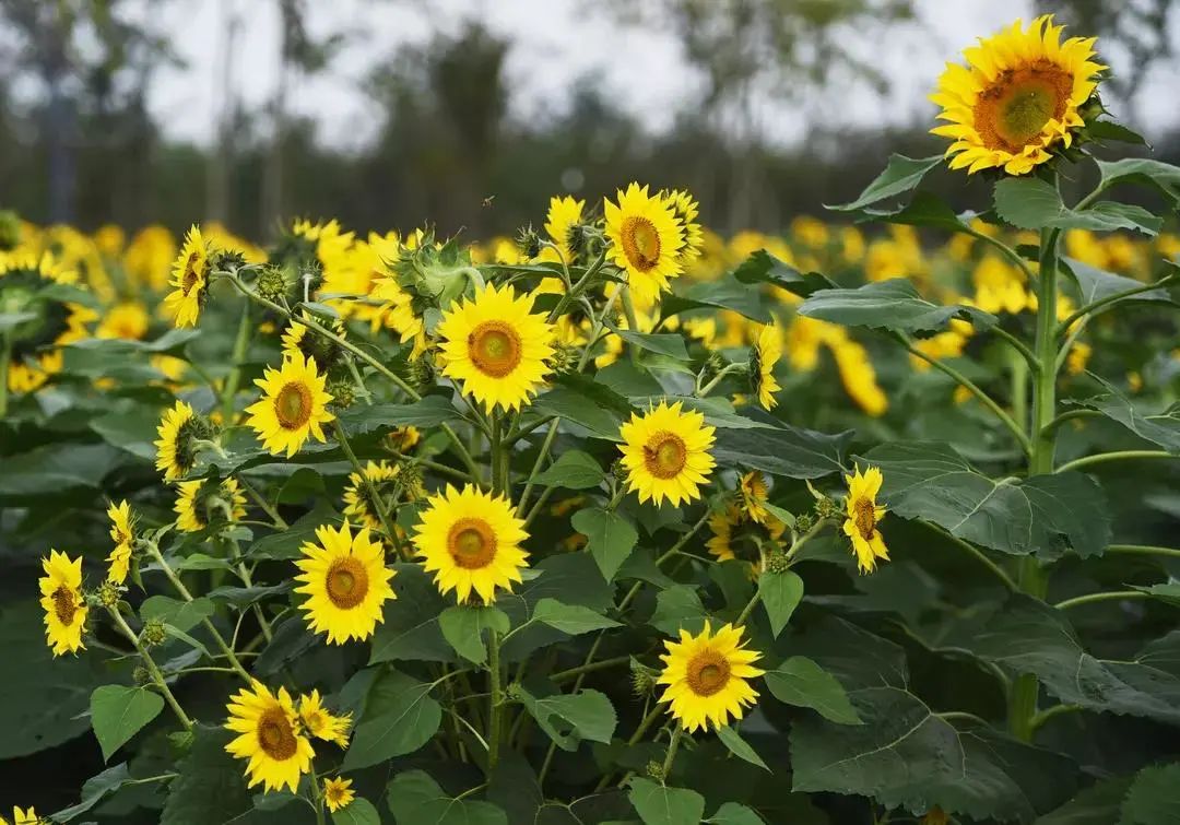 森氧之地，秋游必选！金湖万亩水上森林，真的别有趣味