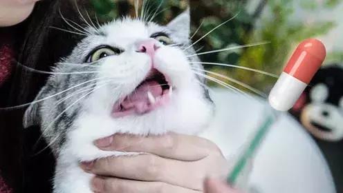 新手养猫养什么猫又便宜又好养,新手养猫第一天猫咪害怕怎么办