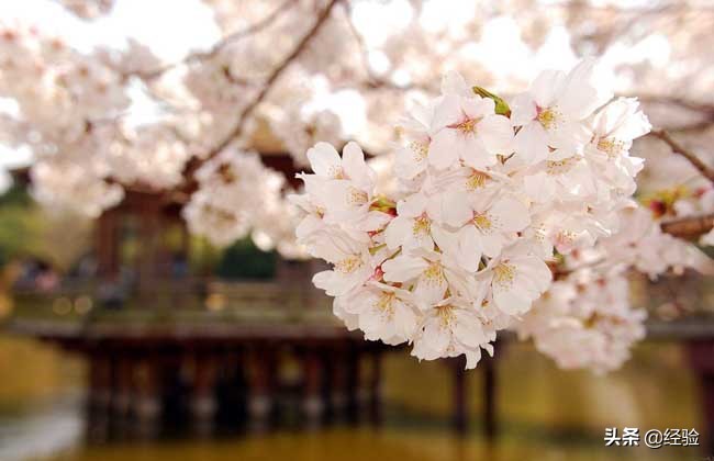 樱花树种植技术,兖州樱花树种植基地