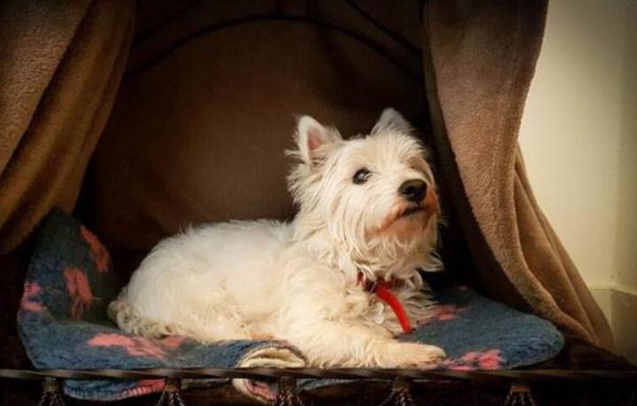 两个月狗狗流鼻涕打喷嚏,两个月狗狗感冒流鼻涕浑身抖