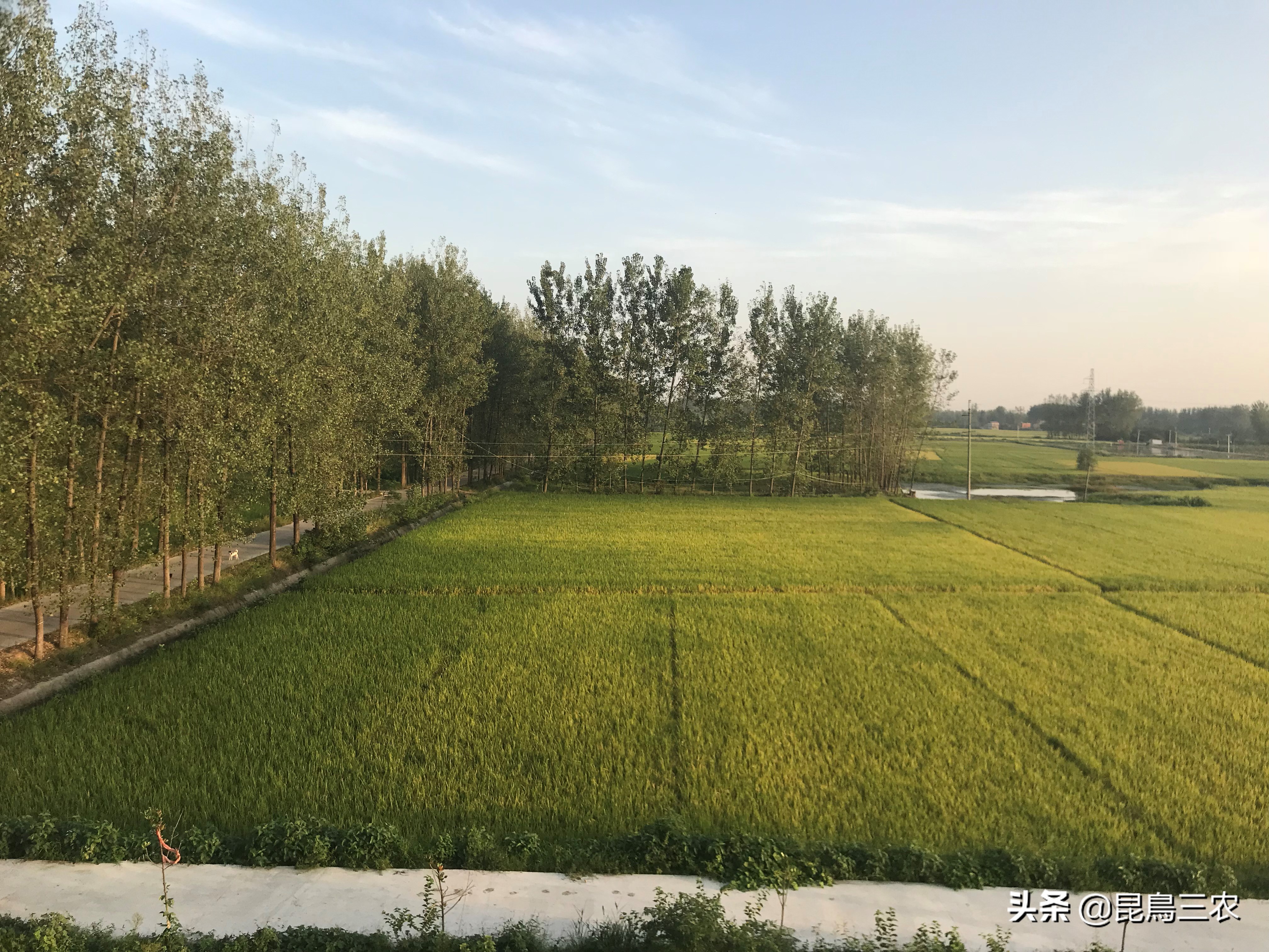 水稻长期下雨怎么管理,水稻生长困难