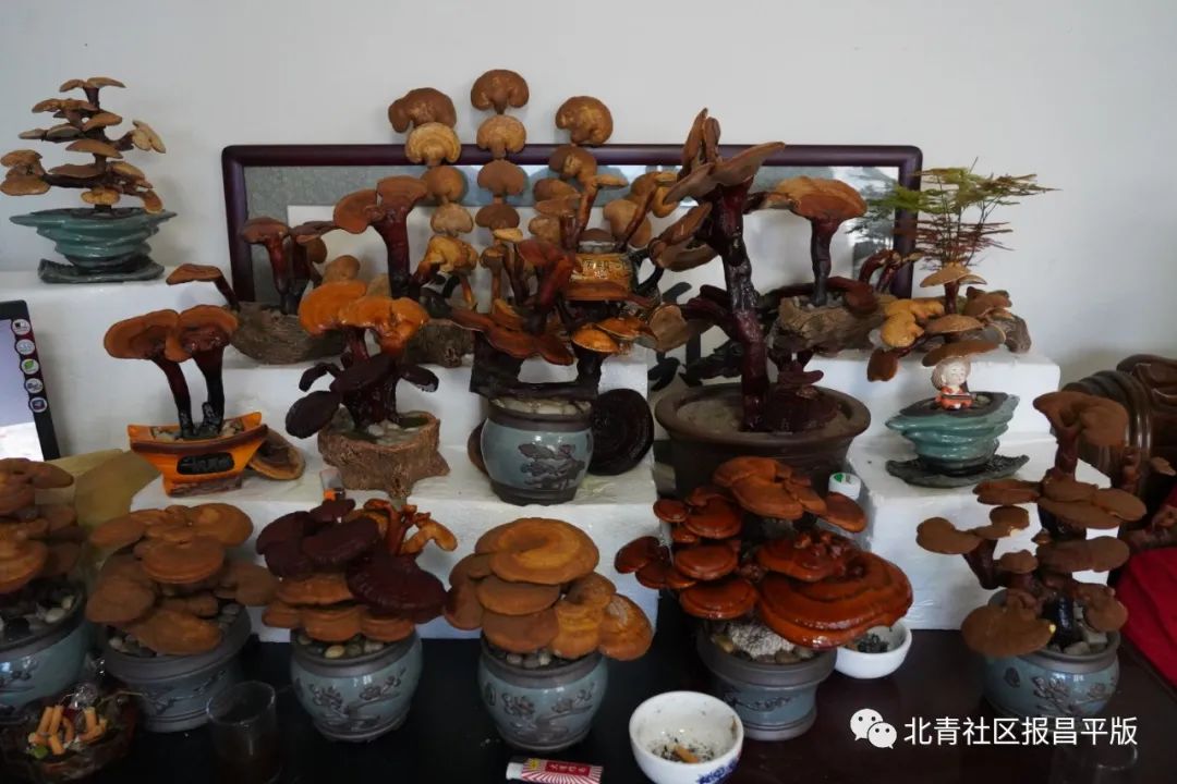 这里的灵芝“朵朵”开，不仅有颜更有料