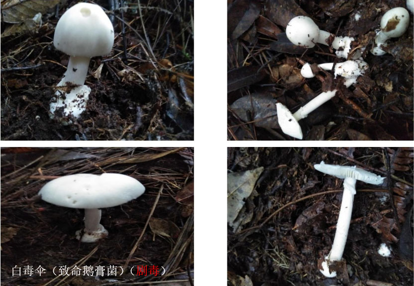 云南可食野生菌品种大全图片,海南常见的几种可食野生菌