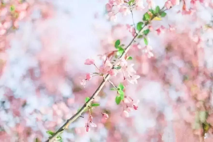 何必远赴日本！这个超级浪漫的赏樱地已花开成海，错过后悔一年