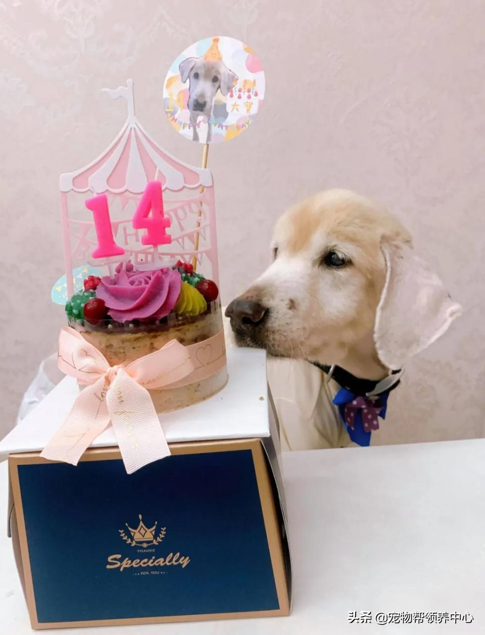 高龄金毛病危去世，主人自责没陪其身边：念念不忘，定有回响…