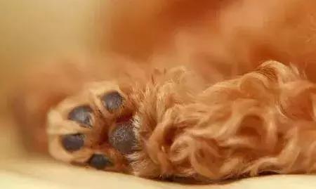 狗狗肉垫怎么护理,夏季狗狗撕咬不坏的垫子