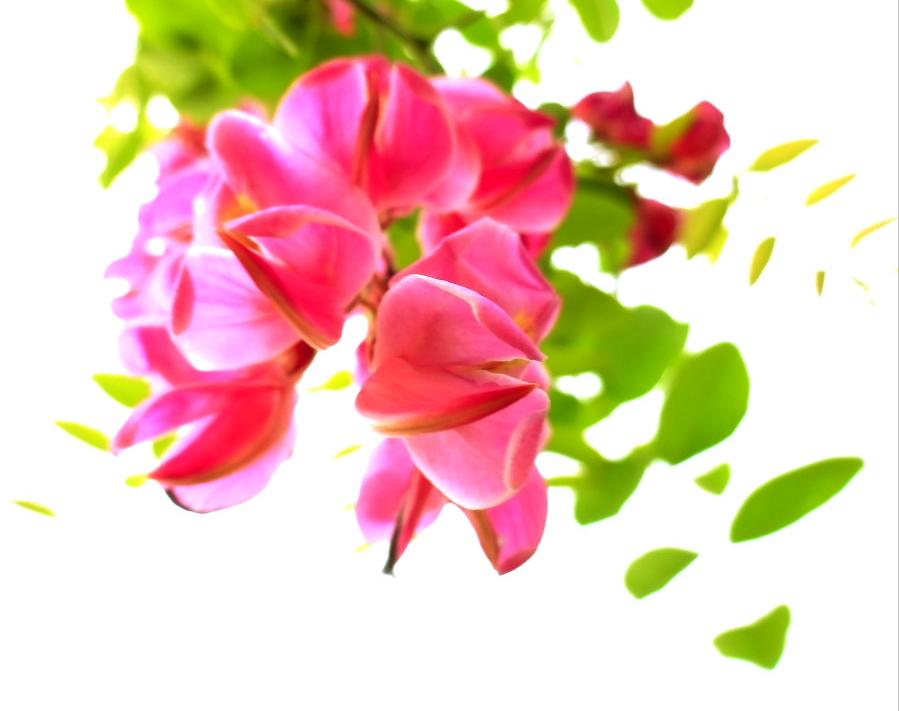 人间四月芳菲尽唯有槐花香未尽,人间最美四月天到处都是花香