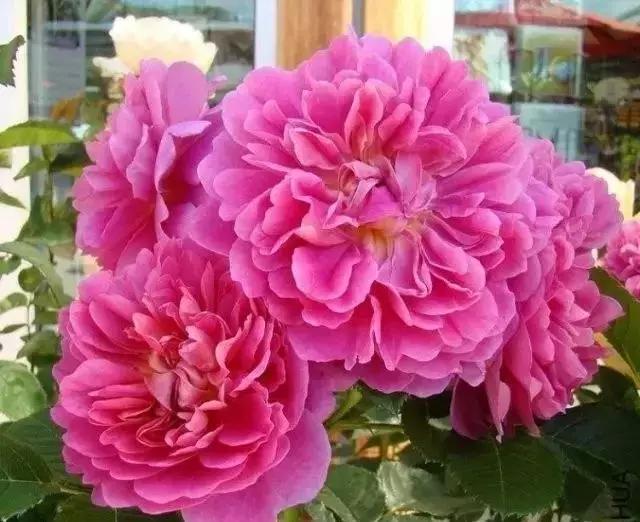 4000种不一样的玫瑰品种大全,100种玫瑰品种图鉴大全