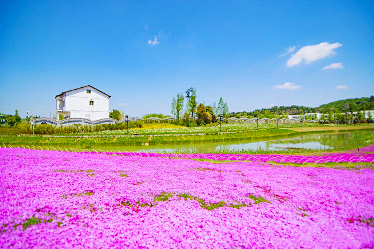 河北芝樱丛生福禄考种植基地,上海芝樱丛生福禄考报价