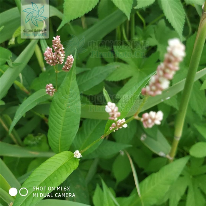 水蓼草药功效与作用,水蓼治疗下身有湿气吗